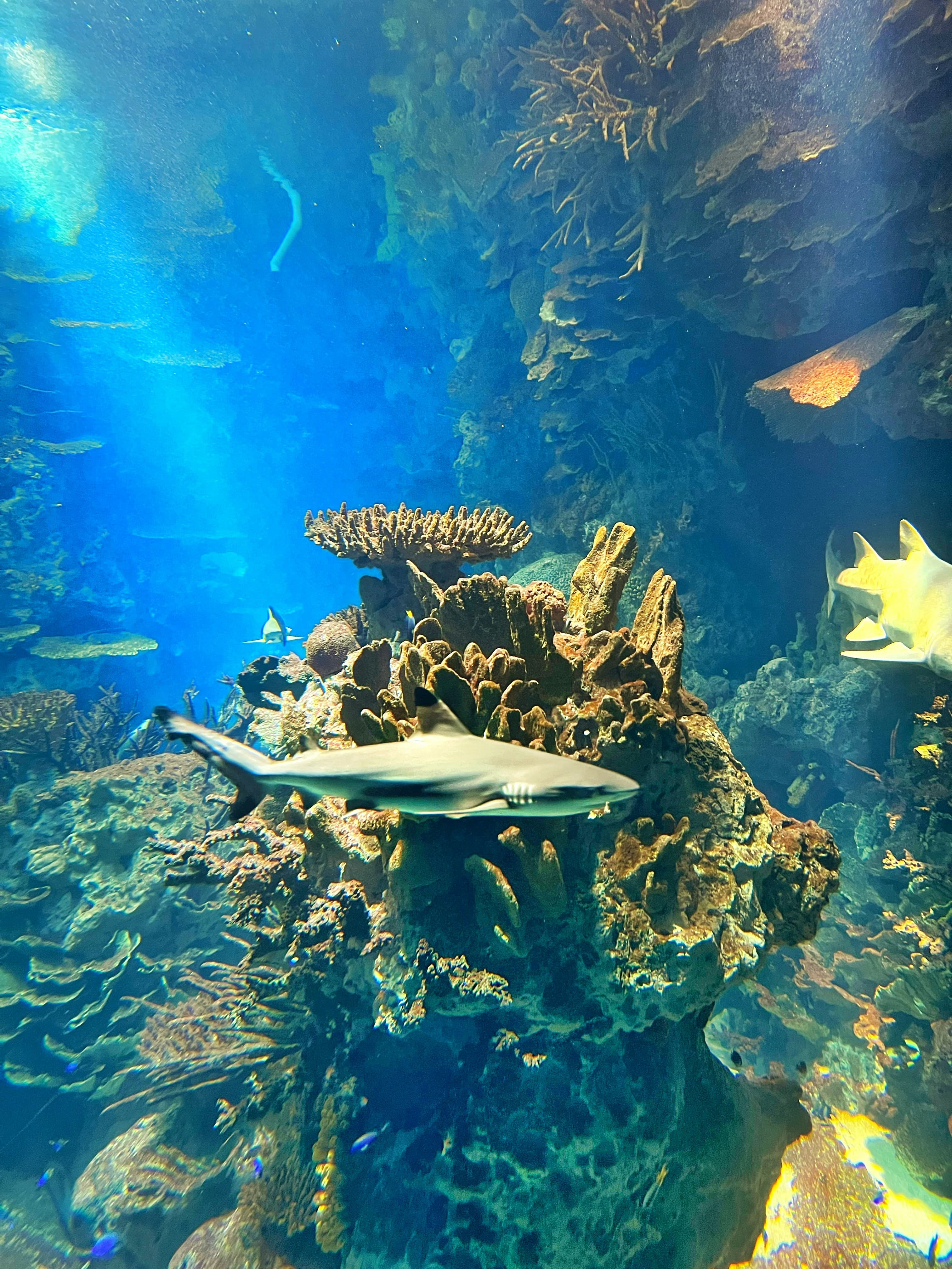 Aquaria KLCC