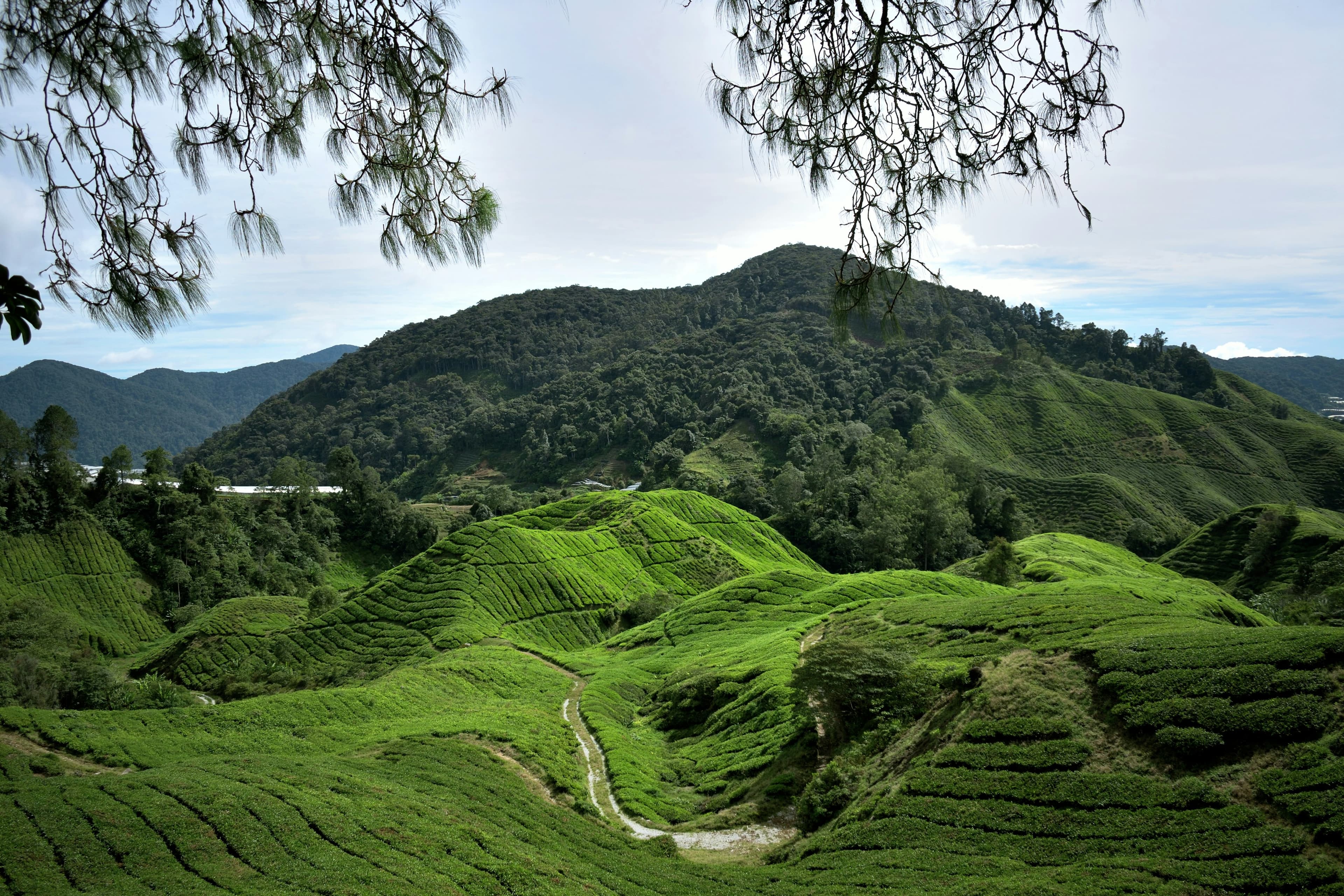 Cameron Highlands